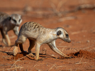 Erdmännchen (Suricata suricatta)