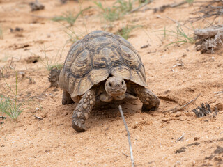 Pantherschildkröte (Stigmochelys pardalis)