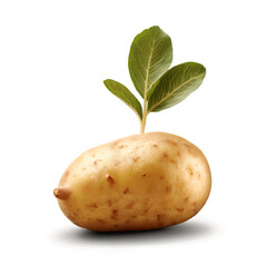 A whole raw potato on a white background

