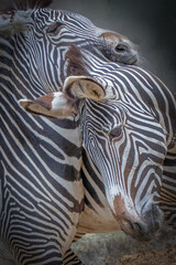 Two Zebras Nuzzling in a Green Natural Habitat, Displaying Striking Black and White Stripes