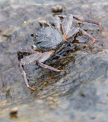A crab is standing on a rock in the water