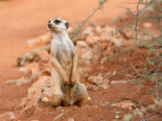 Erdmännchen (Suricata suricatta)