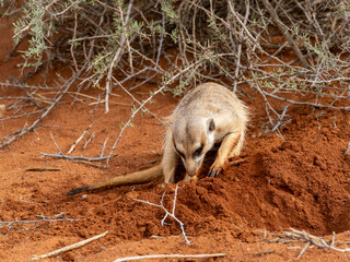 Erdmännchen (Suricata suricatta)