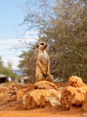 Erdmännchen (Suricata suricatta)