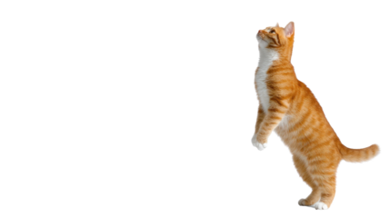 Playful Cat Reaching Upward: A curious ginger cat, full of playful energy, stands on its hind legs, gazing intently upward, its attention caught by an unseen object.
