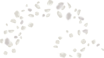 Flying motion realistic rose petal. love, romance, floral spring season. Light gray color
