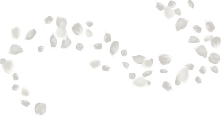 Light gray rose petal flying circling isolated element, greeting card decoration