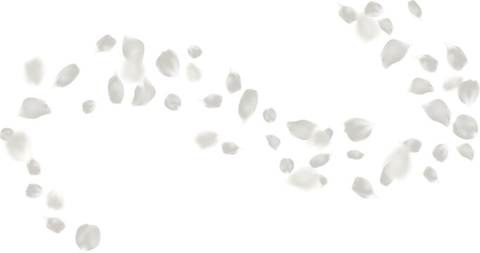 Light gray rose petal flying circling isolated element, greeting card decoration