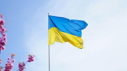 Ukrainian flag with blooming sakura captures beauty of rebirth and hope.