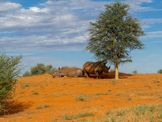 Breitmaulnashorn (Ceratotherium simum)
