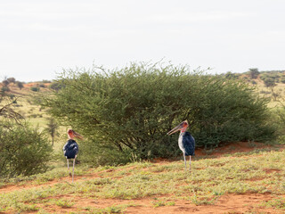 Marabu (Leptoptilos crumeniferus)
