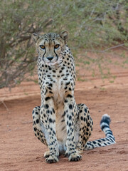 Naklejka premium Gepard (Acinonyx jubatus)