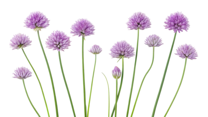 Delicate lilac chive blossoms, a vibrant cluster of spring's gentle beauty, arranged against a clean white background.