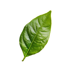 Obraz premium Single vibrant green lemon leaf with visible veins and smooth edges isolated on transparent background (2)