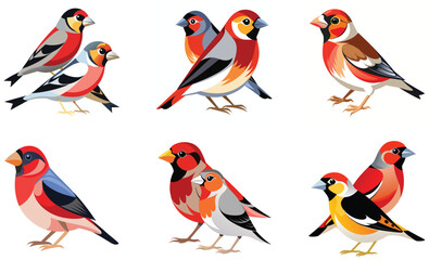 Set of Finches bird isolated  on white background