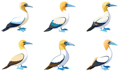 Set of Gannet  bird isolated  on white background