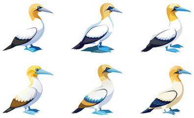 Set of Gannet  bird isolated  on white background