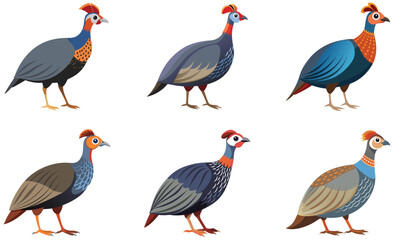 Set of Guinea fowl bird isolated  on white background