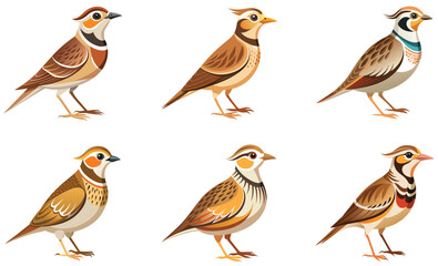 Set of Lark bird isolated  on white background