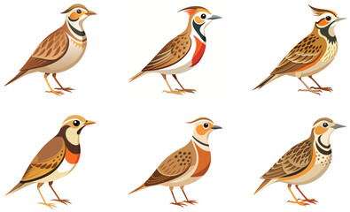 Set of Lark bird isolated  on white background
