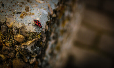 A bug