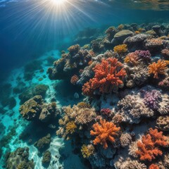 Obraz premium coral reef in the red sea