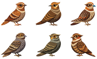 Set of Nightjar bird isolated  on white background