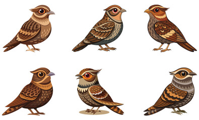 Set of Nightjar bird isolated  on white background