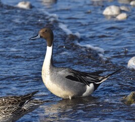 Birds at the wastewater 