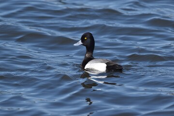 Birds at the wastewater 