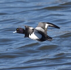 Birds at the wastewater 