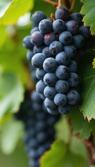 Fototapeta premium Close-up of ripe dark grapes on vine with green leaves. Fruit harvest time, winemaking concept. Fresh natural product, organic berries, healthy food, agriculture.