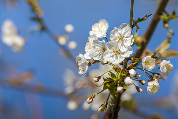 close-up of white sour cherry blossoms in the sunlight with blue sky in the background