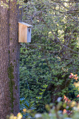 a self-made wooden nesting box on a tree