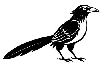 Greater coucal silhouette black vector