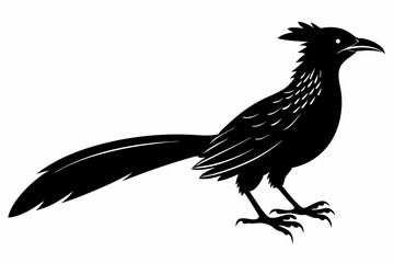 Greater coucal silhouette black vector