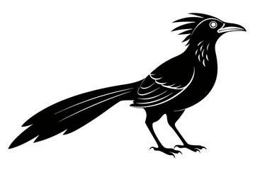 Greater coucal silhouette black vector