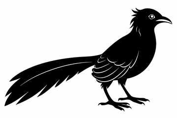 Greater coucal silhouette black vector