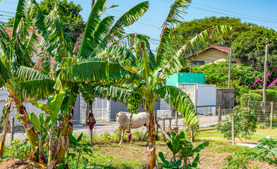 cavalo branco entre as bananeira