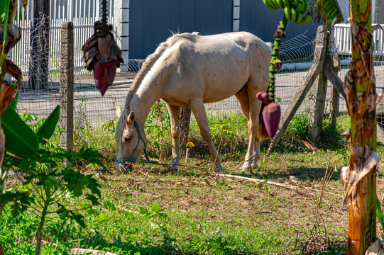 cavalo branco pastando