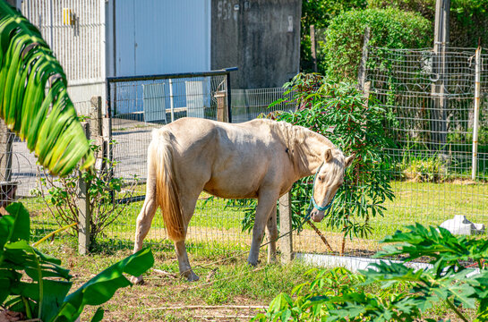 cavalo branco