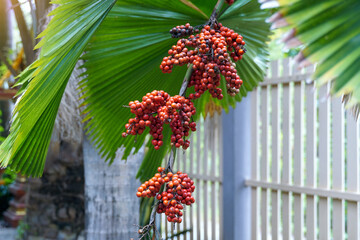 The fruit of Licuala spinosa is oval-shaped and has a single seed. When ripe, it is red. The leaves are single and somewhat rounded and fan-shaped.