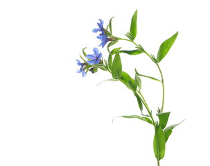 Green grass plant with blue flowers, blooming in spring, isolated on white	