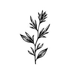 Black and white botanical illustration of a leaf branch  