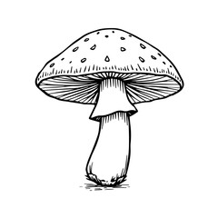 Mushroom illustration in black and white sketch style  