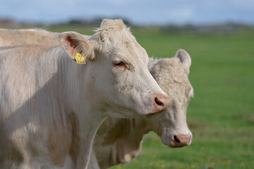Cow grazing in a pasture. Cow in the meadow. Livestock grazing in the green field. Farm life with cattle and calves. Cow in a rural landscape. Ranch with grazing bovine. Dairy cow on field.