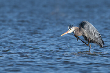 Great blue heron scratches its head as it stands in a shallow lake.