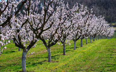 Marillenbäume in der Wachau