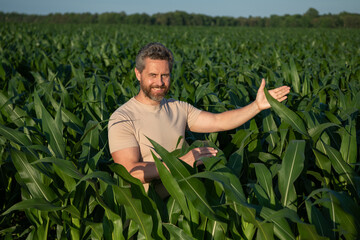 A farmer inspects the cornfield. The male farmer works outdoors in the field. Agricultural worker...