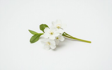 White forget-me-not flowers with green leaves, levitating on a solid white background.  Clean, minimalist aesthetic